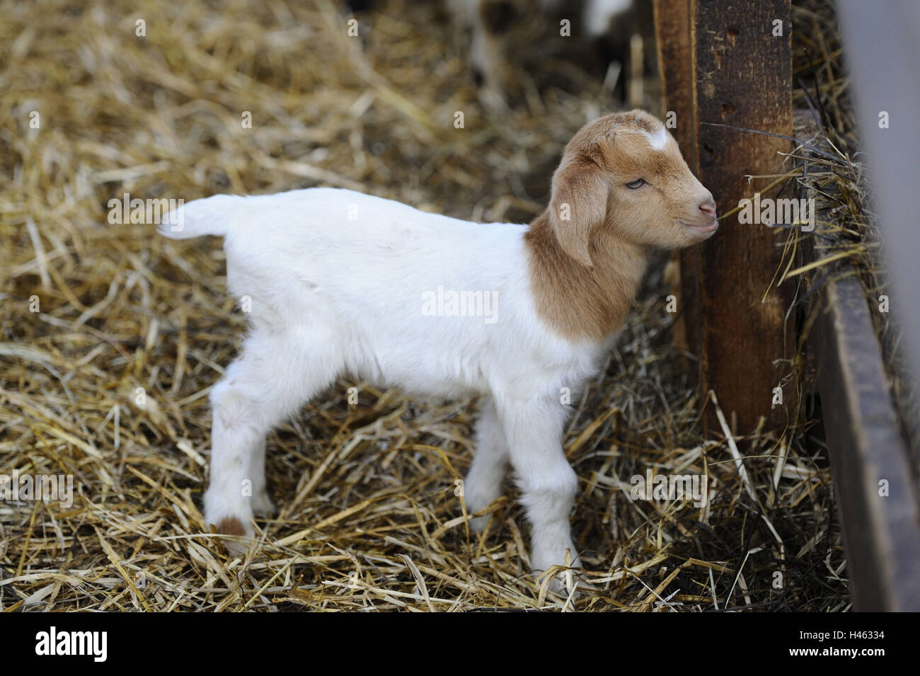 Boer goat, kid Stock Photo Alamy