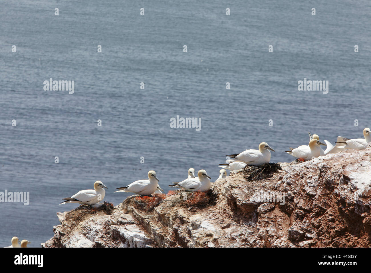 Helgoland, rock, guillemots, Germany, Schleswig - Holstein, the North Sea, island, ocean-going island, high sea, ocean-going climate, waters, sea, bird's rock, guillemot rock, new red sandstone, rock, brown, red, idiot's guillemots, birds, sea birds, nest, nesting place, brood, sit, rest, protection, nature, nature reserve, Stock Photo
