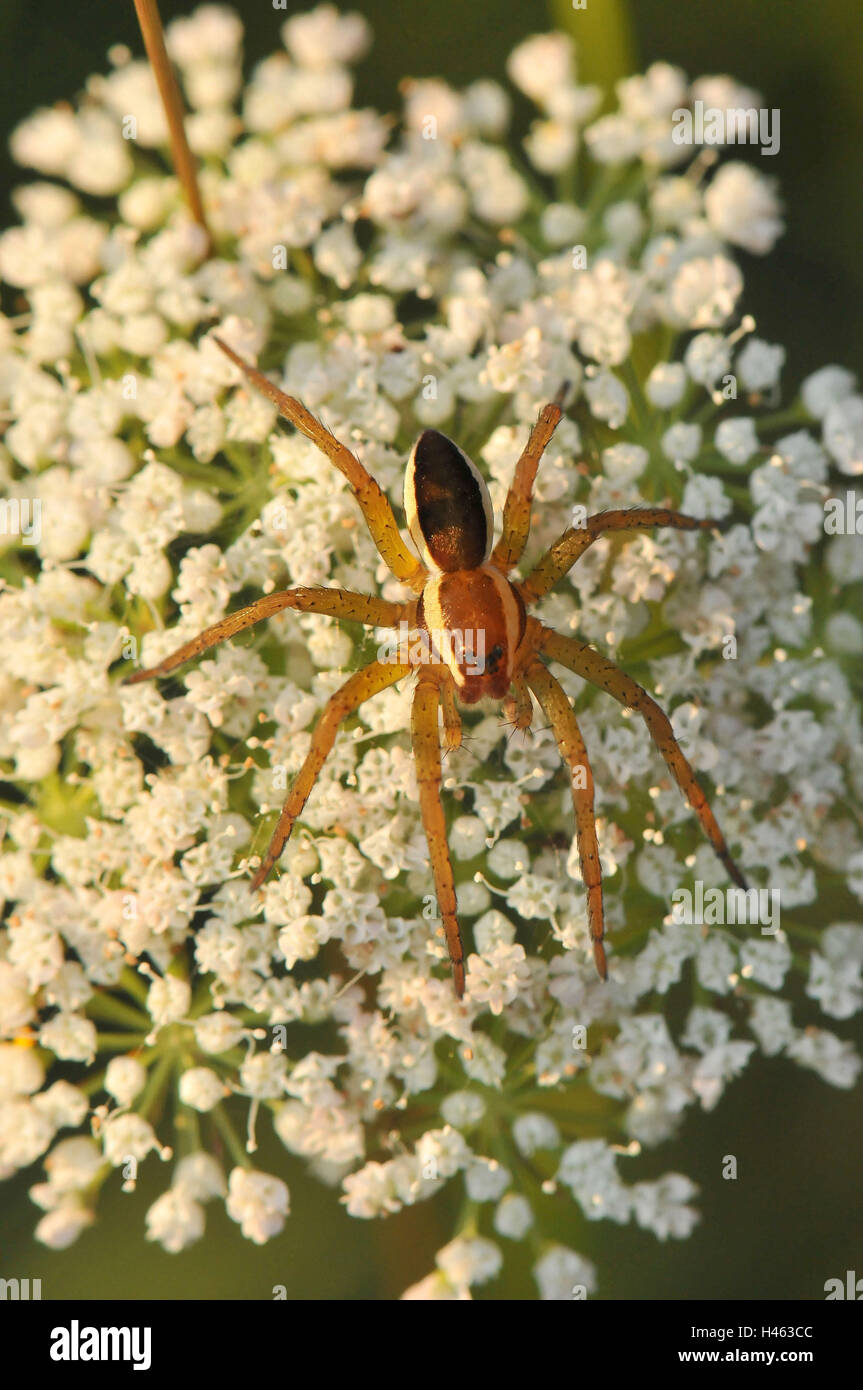 Gerandete hunting spider, one-year-old young animal on blossom, Stock Photo