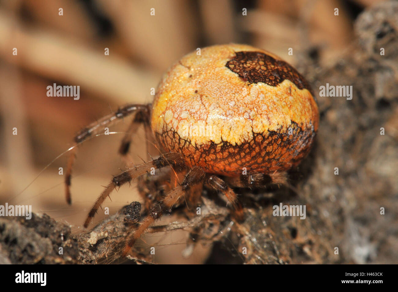 Marbled garden spider, female, yellow, red-brown, Stock Photo