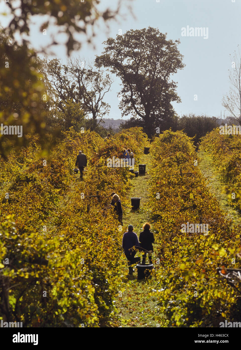 Grape pickers. Carr Taylor vineyards. Westfield. East Sussex. England. UK Stock Photo