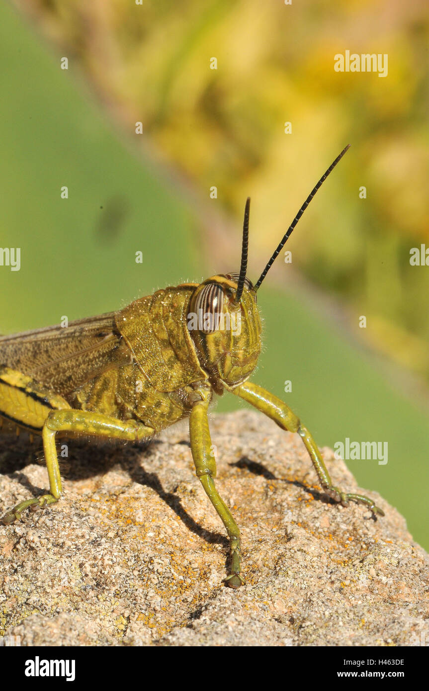 Egyptian travelling grasshopper, close up, Stock Photo
