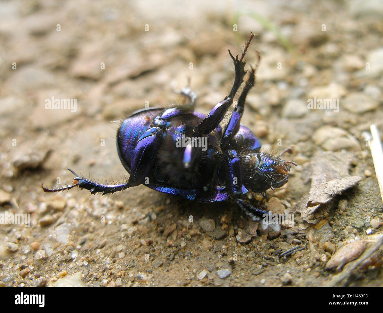 Dung beetle, on the back lying, Stock Photo