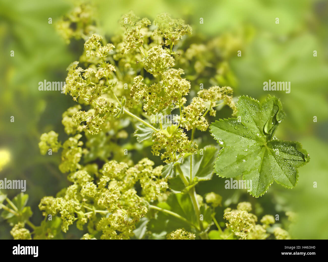 Women's casing, Alchemilla vulgaris, blossoming, leaves, drop water, rose plant, Central Europe, Stock Photo