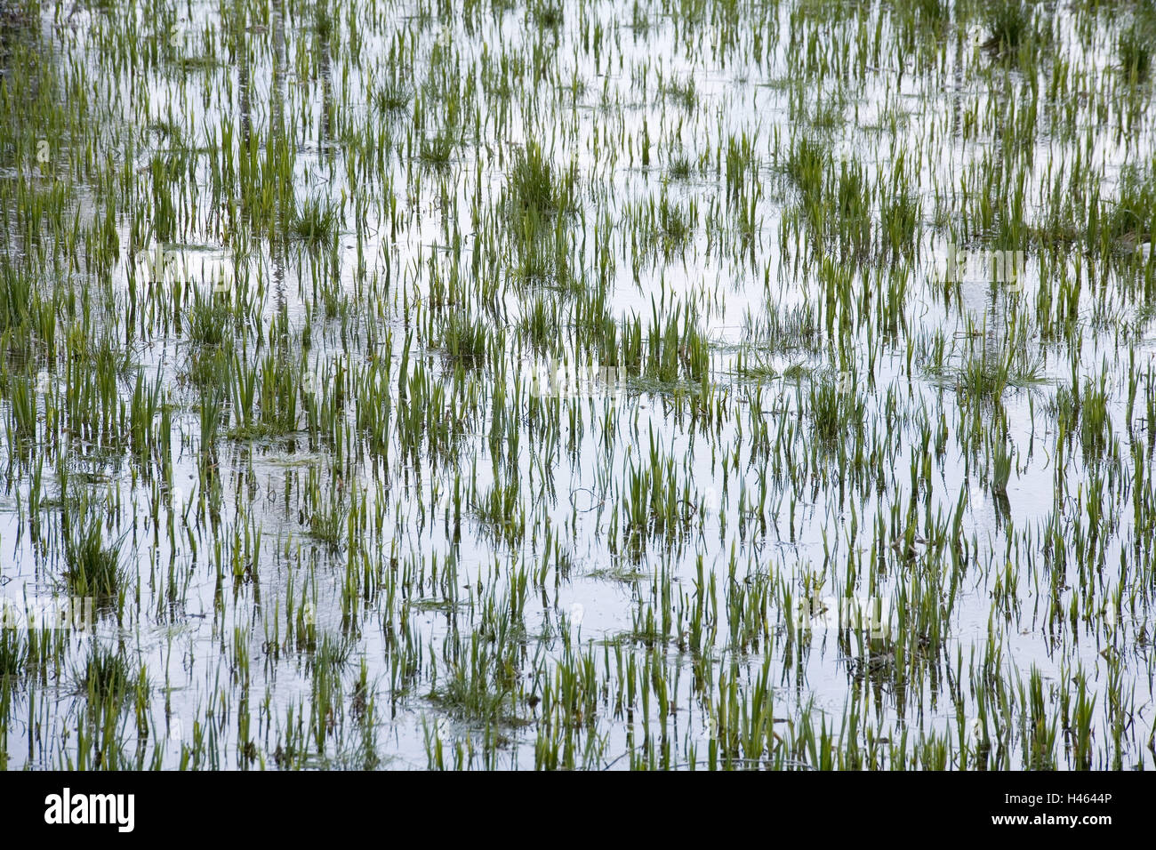 Lake, shallow water zone, plants Stock Photo - Alamy