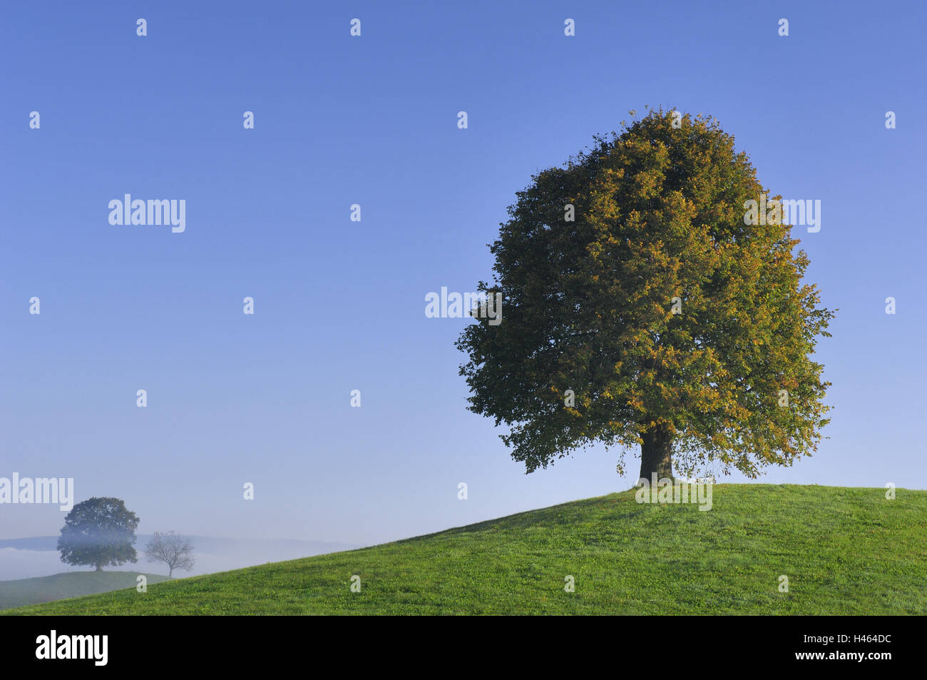 Hill, trees, lime trees, solitary, Stock Photo