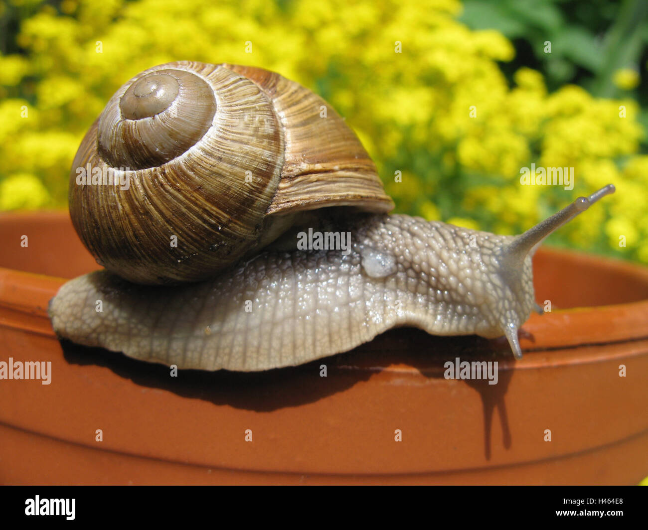 Edible snail, margin, flowerpot, garden, animal, mollusc, Bauchfüßer, Gastropoda, Schnirkelschnecke, Helicidae, escargot, escargots, creep, tone pot, Stock Photo