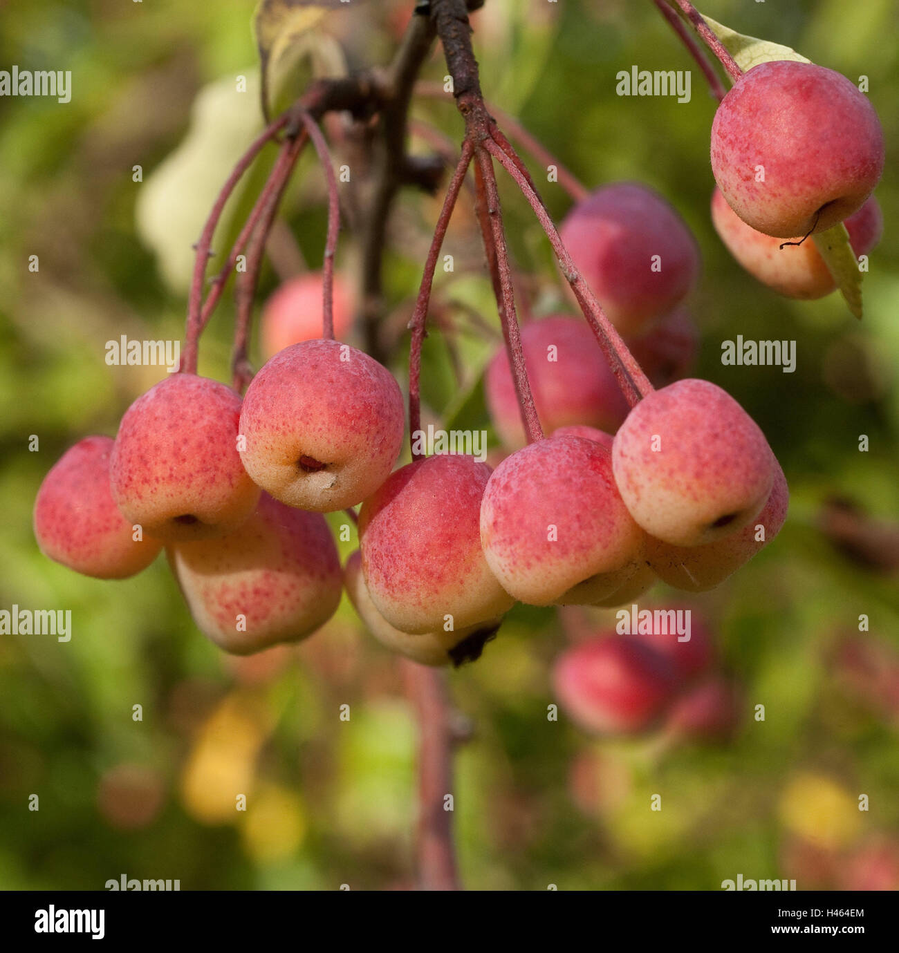 Apple-tree, wild apple, Malus transitoria, fruits in the tree, Nordwestchina, apple-tree, apples, wild apples, Malus, fruit, wild fruit, pomes, pomes plants, Rosaceae, fruits, Stock Photo