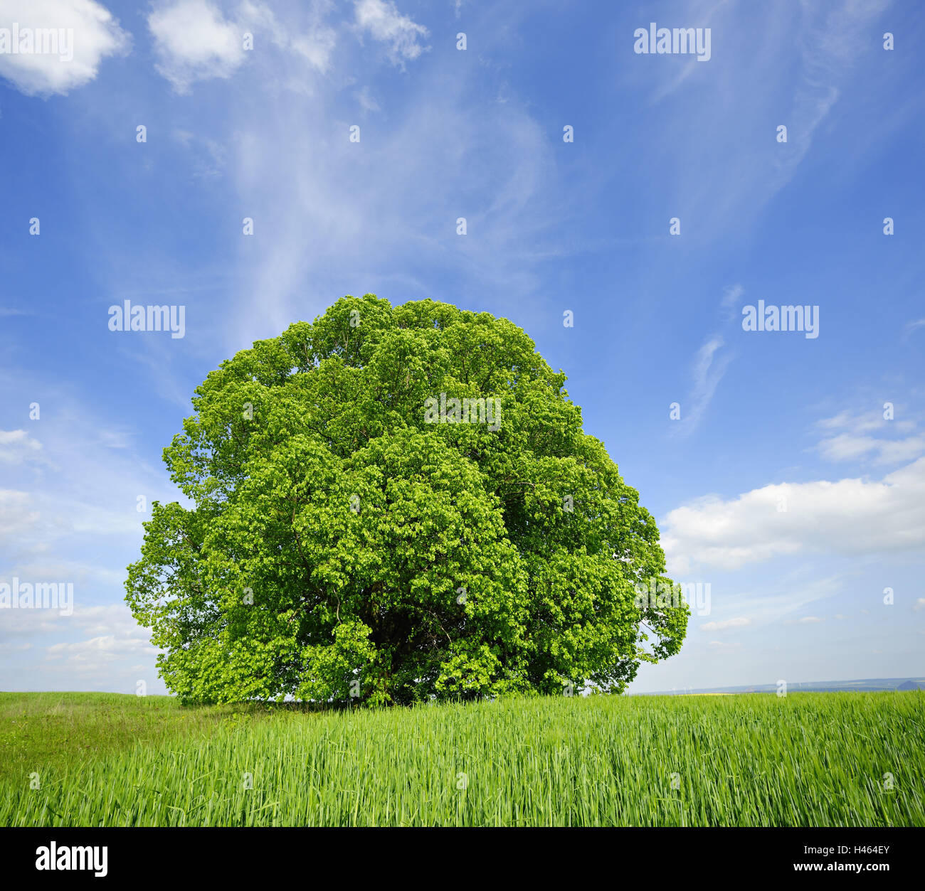 Germany, Saxony-Anhalt, solitary tree, lime-tree, Stock Photo