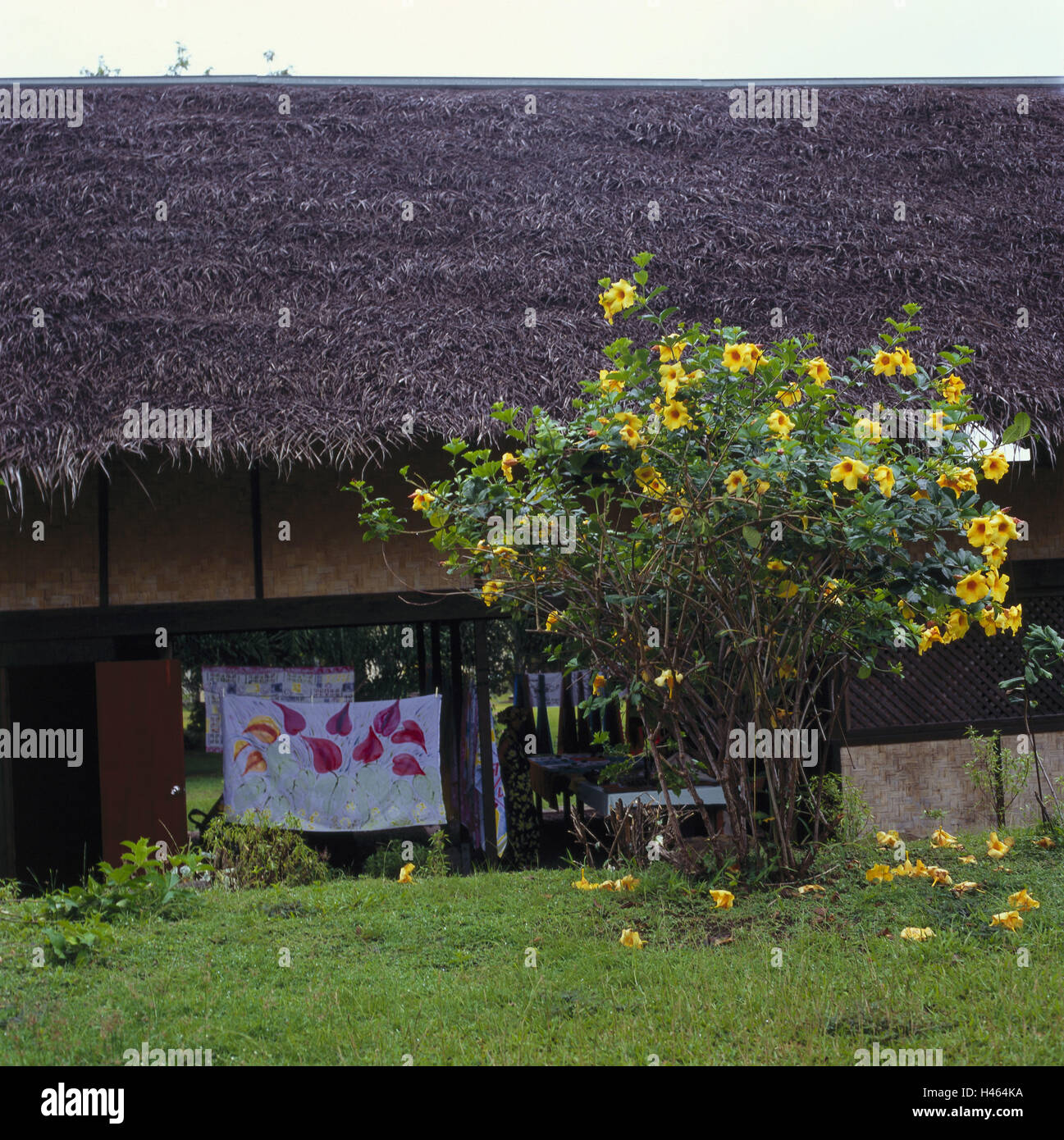 French Polynesia, Hiva Oa, Atuona, residential house, Paul Gauguin, house, building, straw roof, place of interest, destination, tourism, painter, artist, Stock Photo