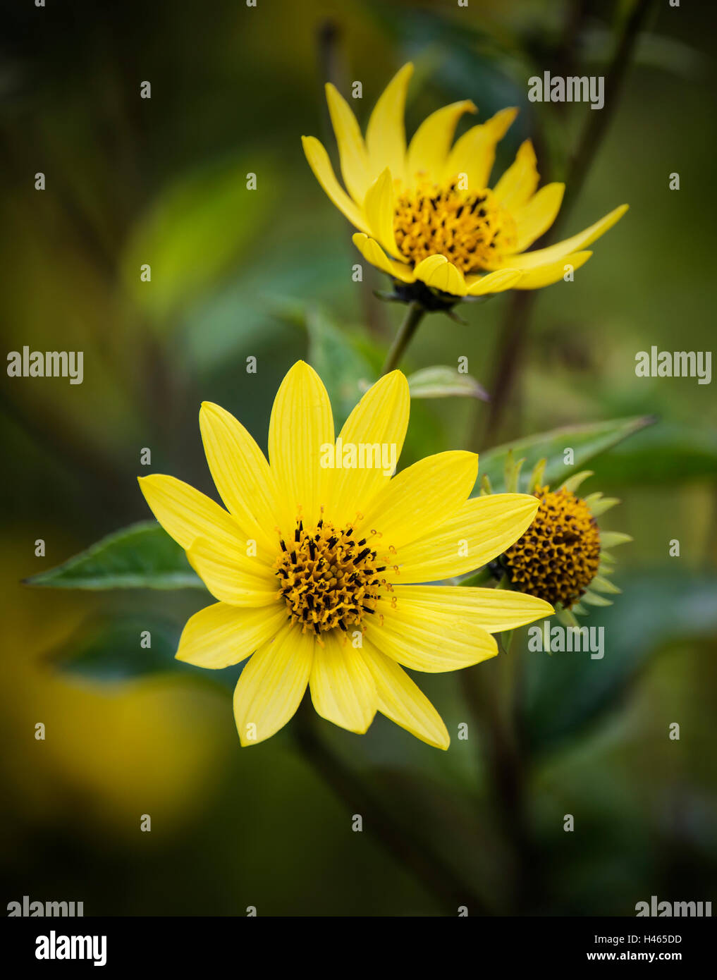 Beautiful bright yellow wild flower macro close up Stock Photo