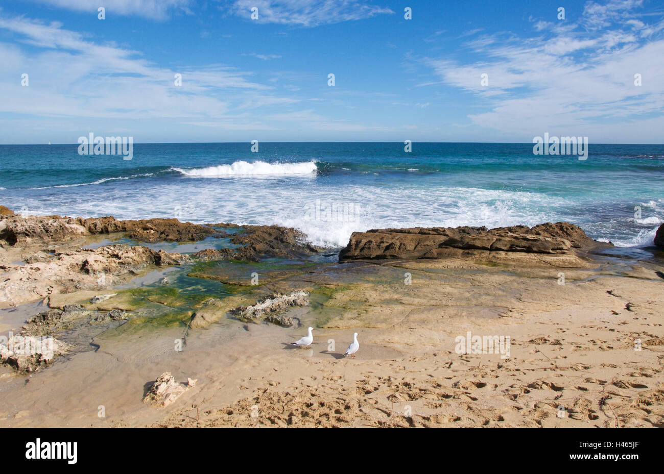 Two seagulls standing by the limestone rock pools with Indian Ocean ...