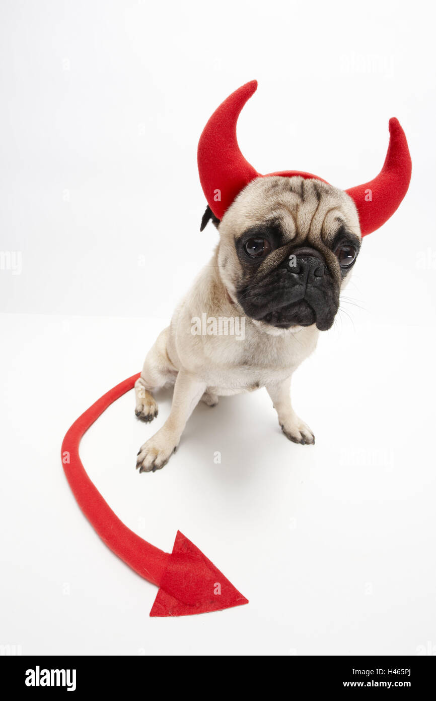 Pug, devil's horns, tail, sit, studio, cut out, animal, Pug, dog, dog breed, fur, beige, black, mammal, pet, pedigree dog, pet dog, lining, whole body, conception, costume, horns, carnival, carnival costume, red, devil's tail, devil, Stock Photo