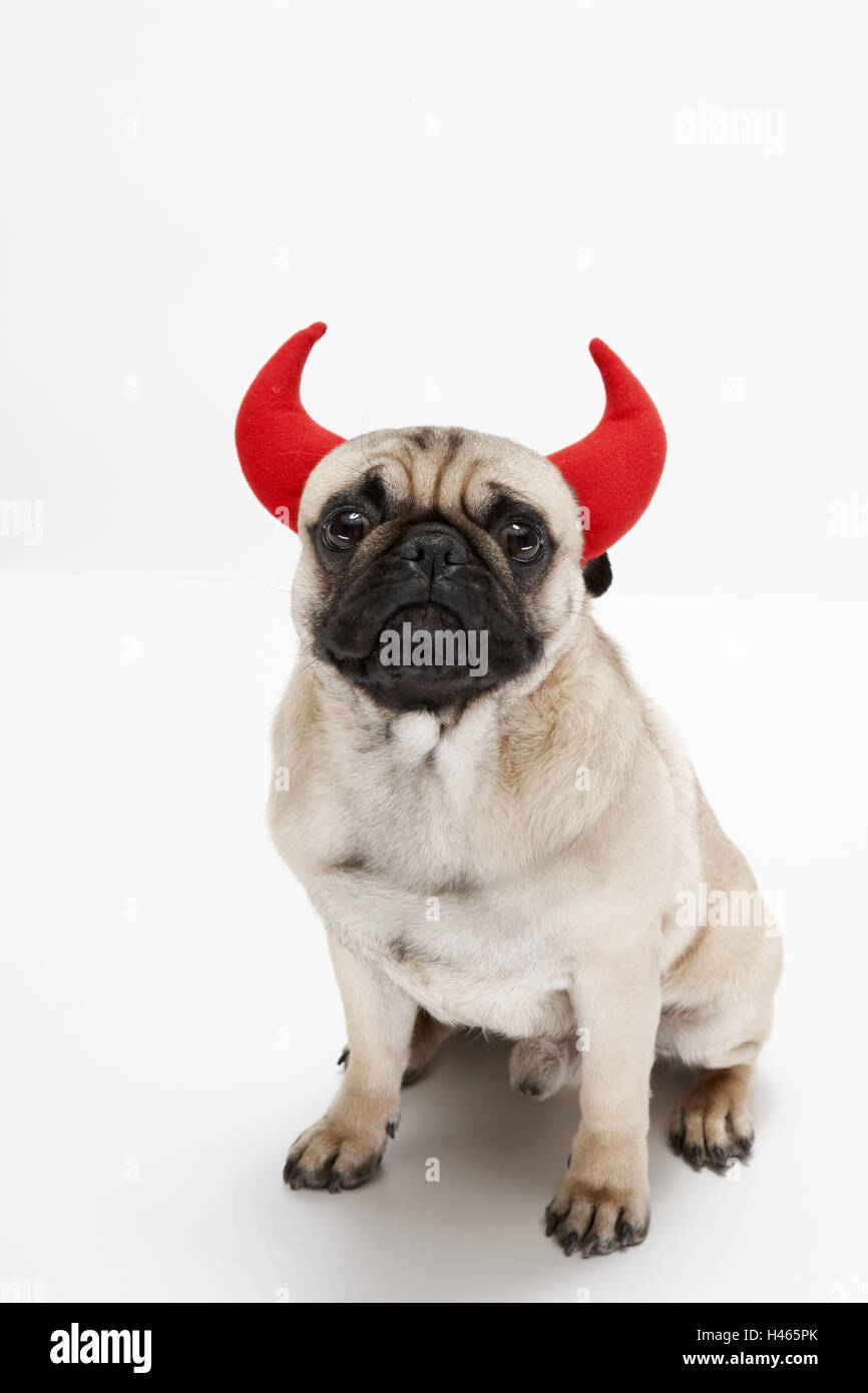 Pug, dressed up, devil's horns, sit, studio Stock Photo - Alamy