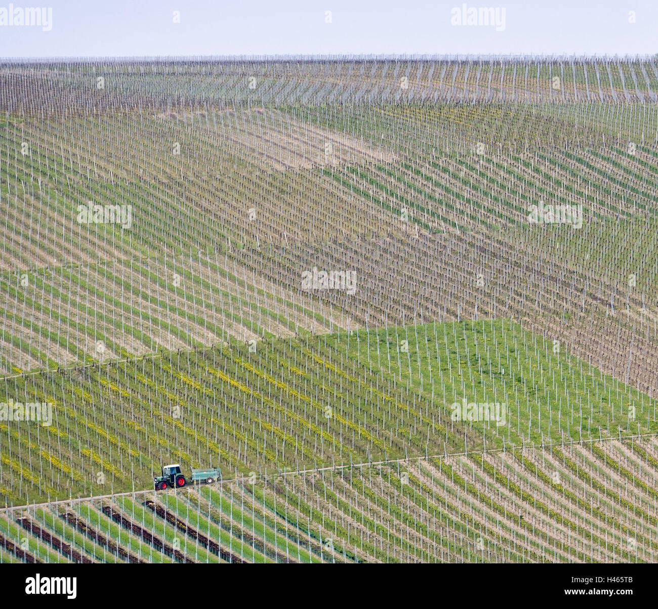Germany, Bavaria, Franconia, wine-growing area, tractor, Main shore, wine, viticulture, wine fields, vineyards, inclination, vines, wine area, wine-growing area, fields, plots, agriculture, spring, Stock Photo