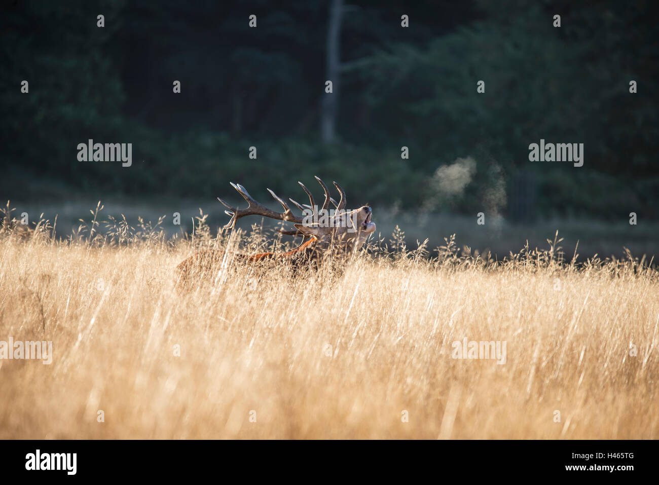 Majestic red deer stag cervus elaphus bellowing in open grasss field during rut season in Autumn Fall Stock Photo