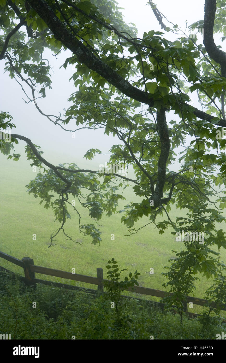Switzerland, Graubünden, Prättigau, Arosa, mountain pastures, elm, foliage, morning fog, Stock Photo