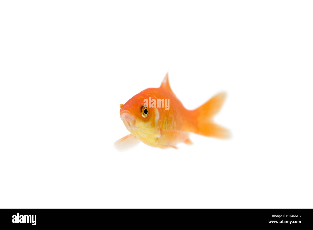 Goldfish, cut out, Stock Photo