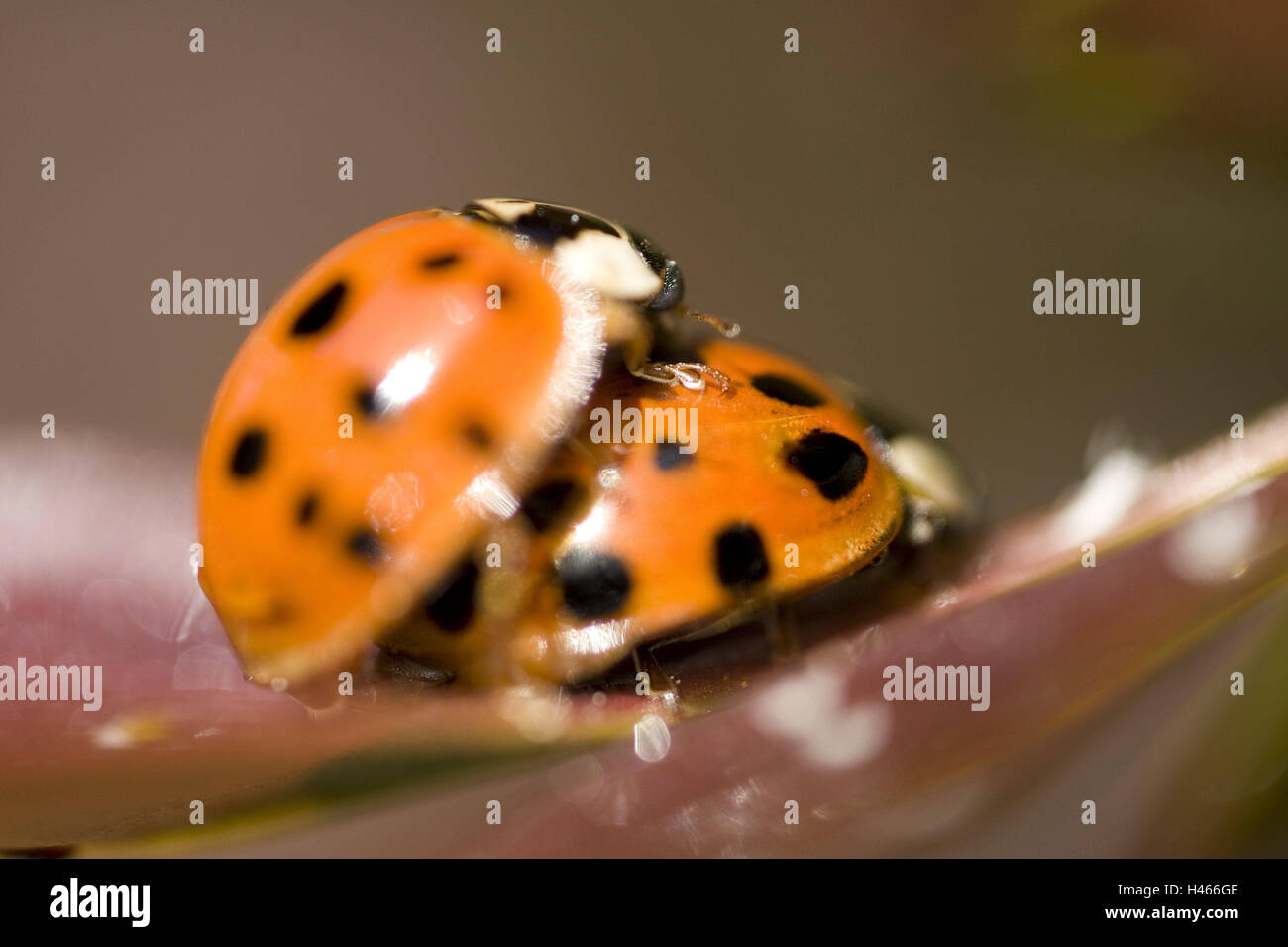 Ladybird, Coccinellidae, mating, beetle, insects, Polyphaga, reproduction, coition, nature, mating behaviour, Stock Photo