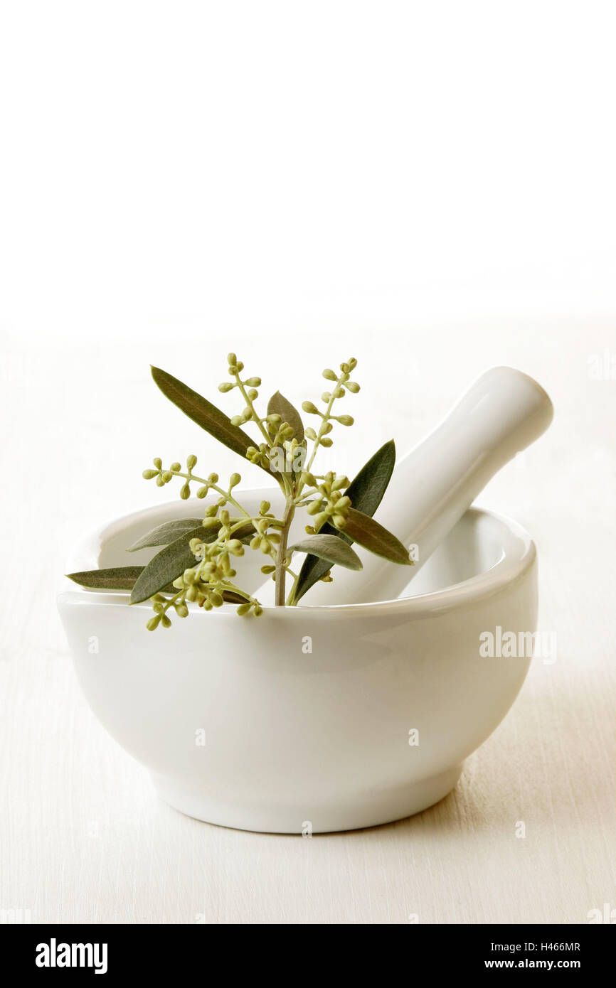Mortars, tappets, olive branch, Olea, europaea, health, medicine, grind