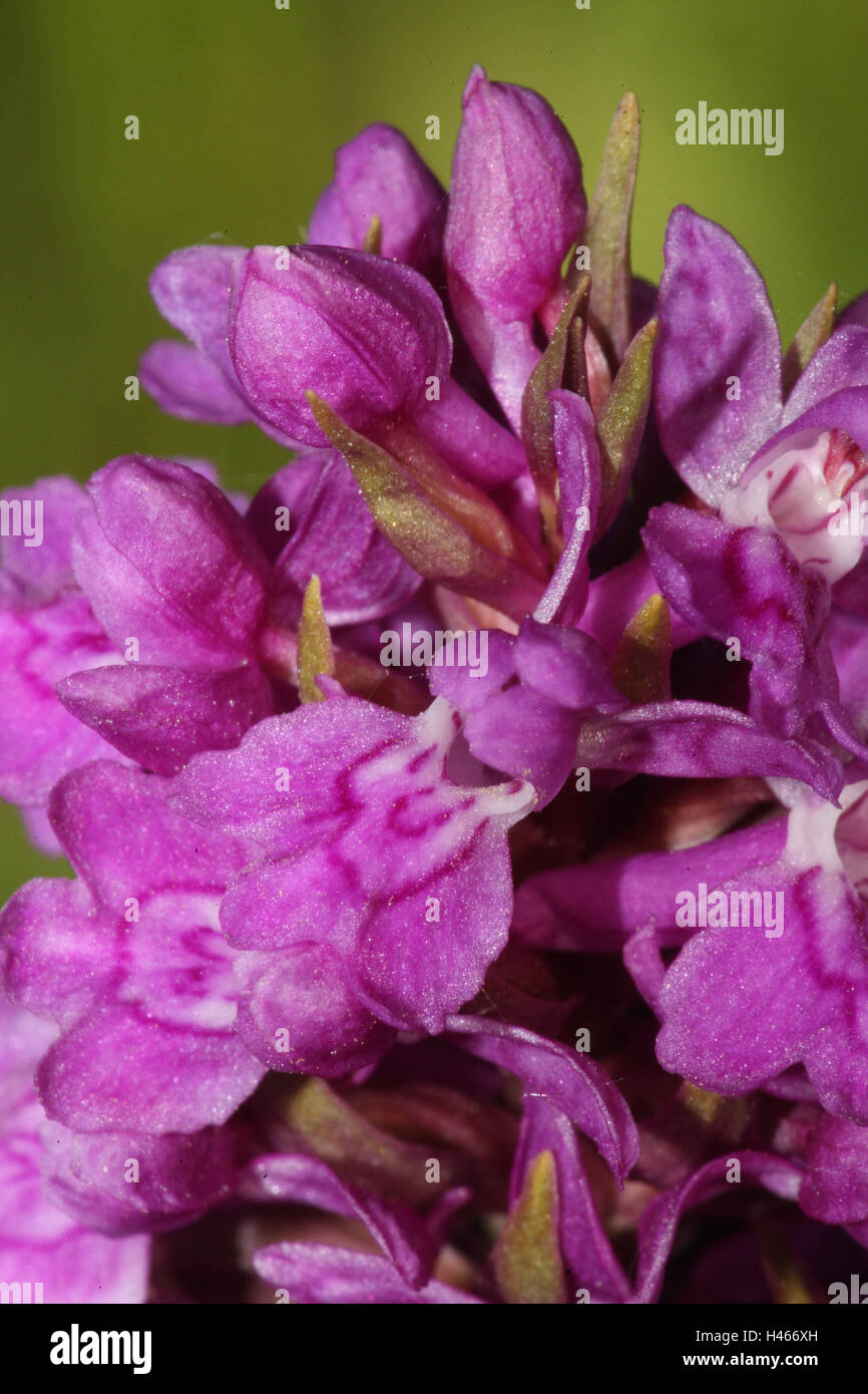 moorland spotted orchid, blossoms, close up, Stock Photo