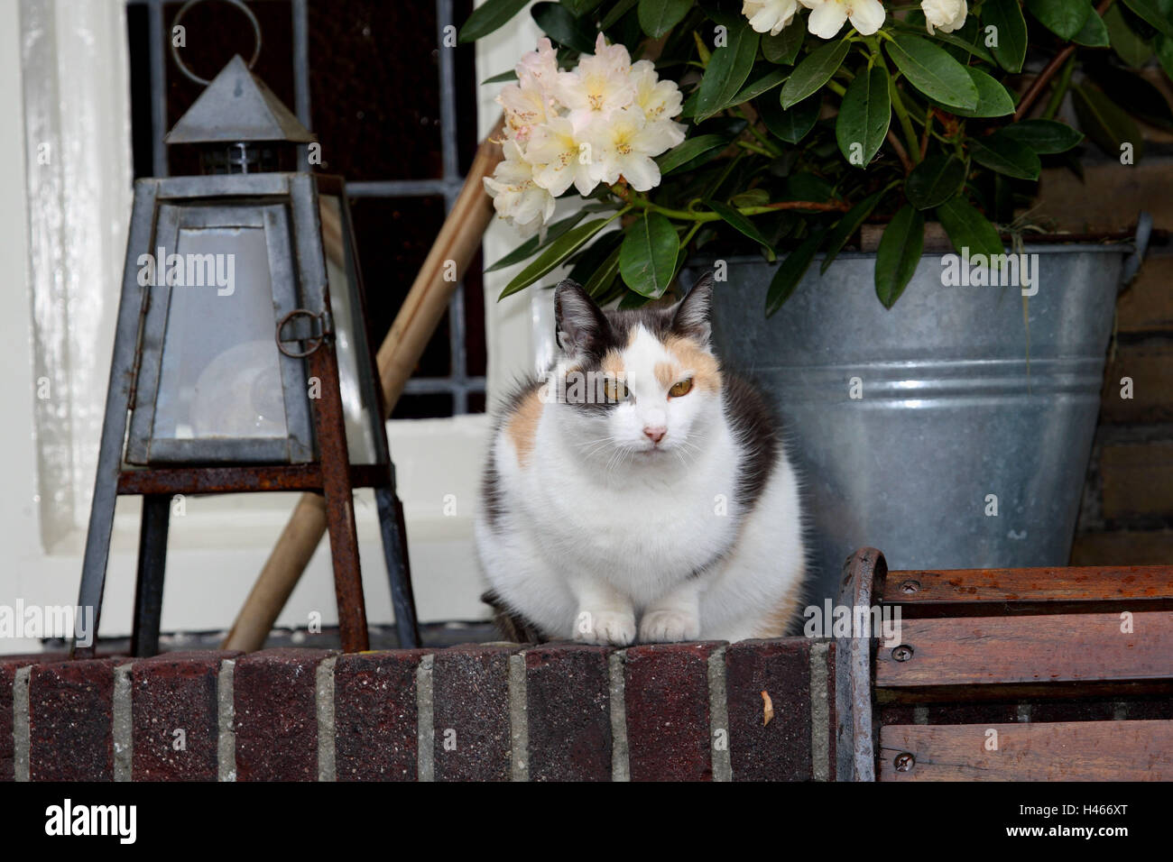 House cat, defensive wall, flower tub, Stock Photo
