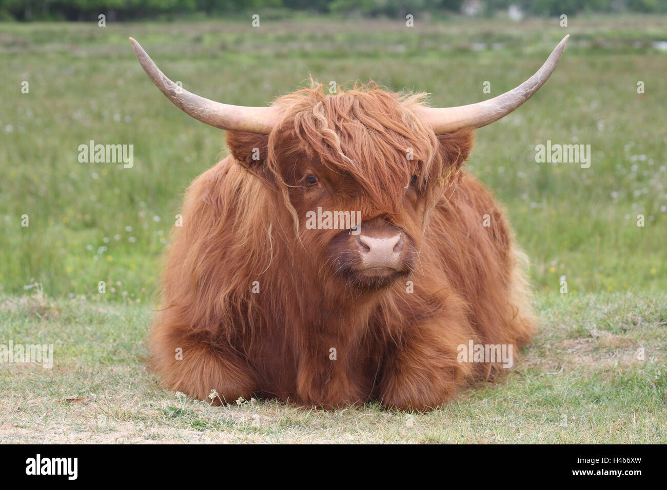 Scottish highland cattle, meadow, lie, Stock Photo