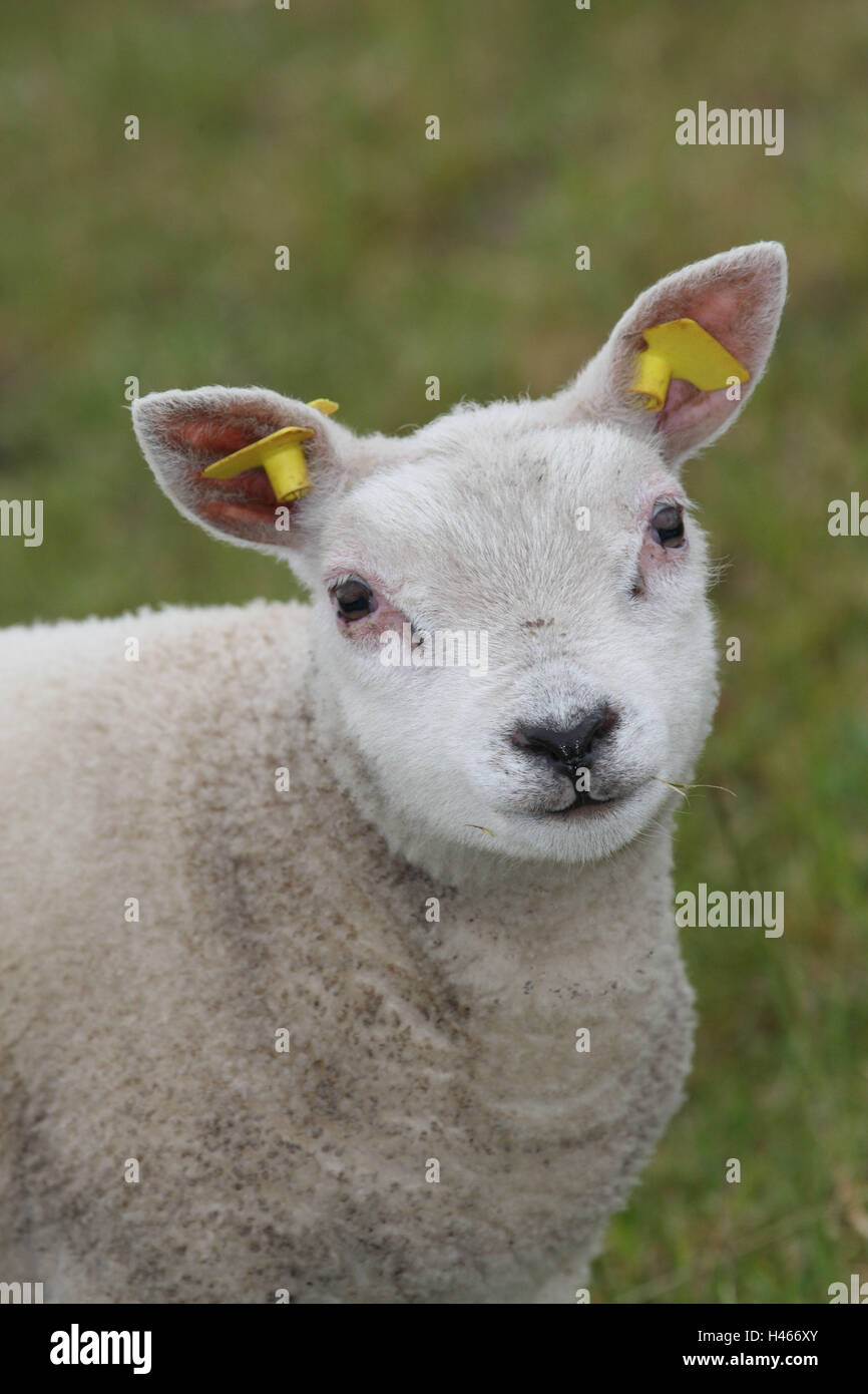 Texel sheep, young animal, portrait, Stock Photo
