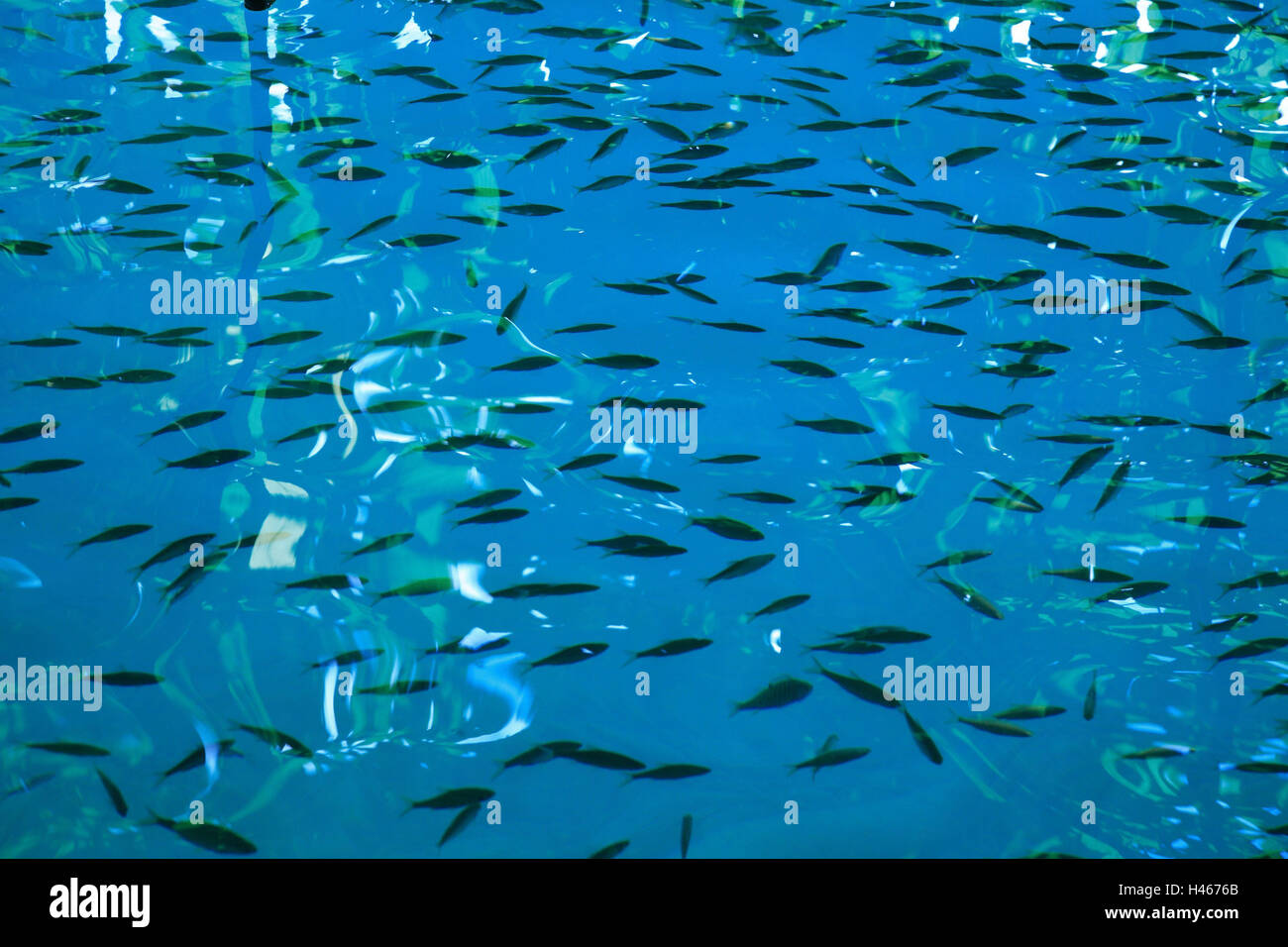 Water, fish, detail, Slovenia, waters, nature, habitat, animals, fish  dream, mirroring, water surface, shade, silhouette, blue Stock Photo - Alamy