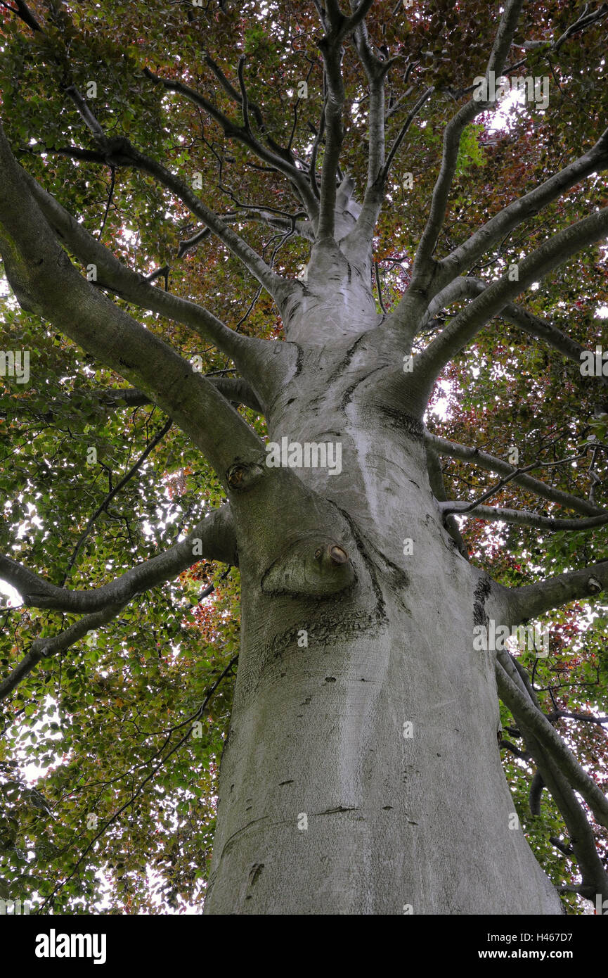 Copper beech, Fagus sylvatica, detail, from below, tree, season, broad-leaved tree, book, nature, vegetation, botany, trunk, strain, branches, twigs, leaves, tremendously, high, old, perspective, Stock Photo