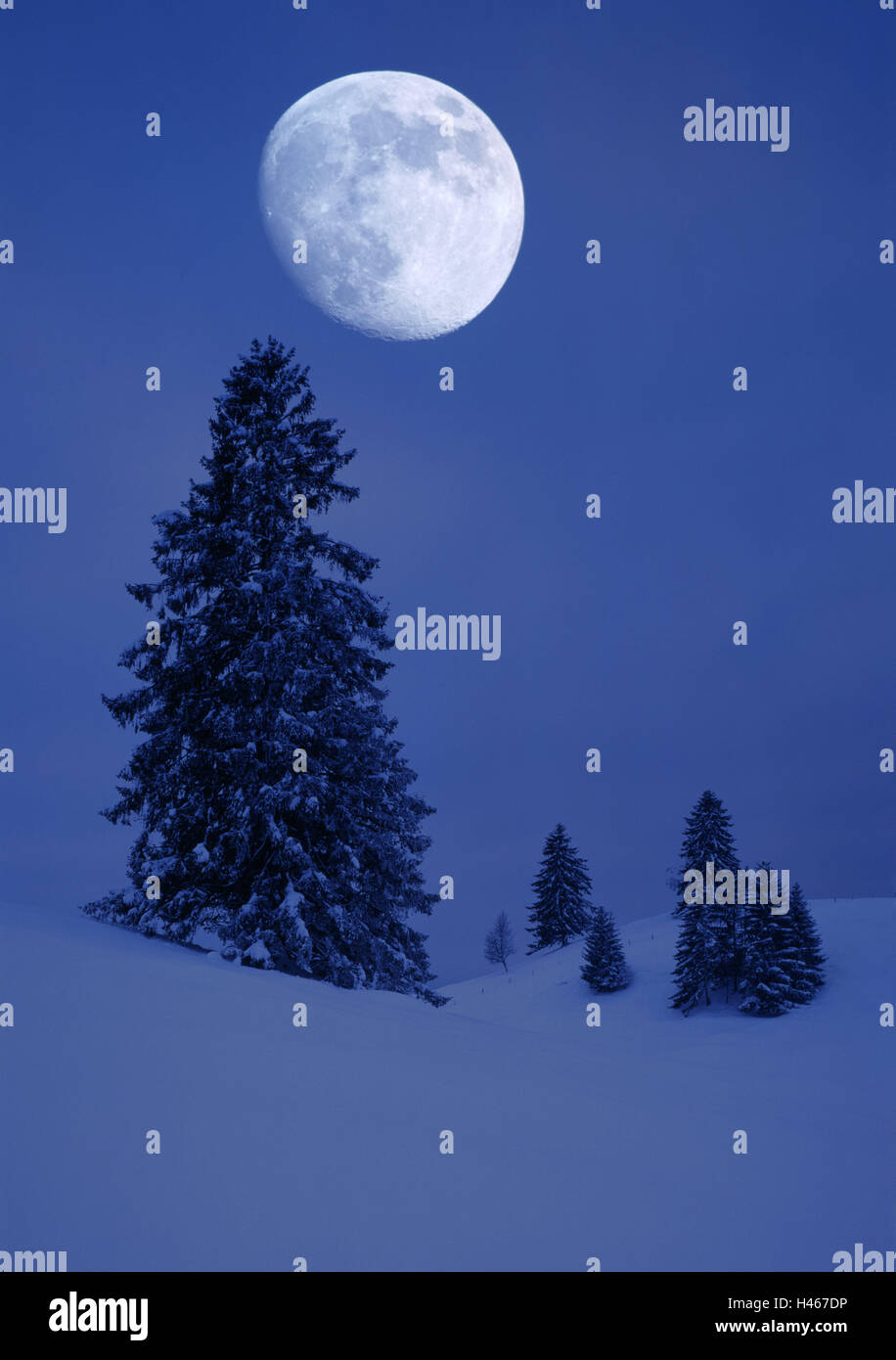 Snow scenery, conifers, evening, moon, dusk, Germany, winter scenery, trees, snow, frost, season, cold, morning, nature, snowy, snow-covered, mood, winter, silhouette, silence, rest, colour, colour mood, scenery, blue, deserted, Stock Photo