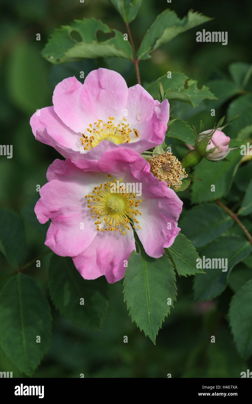 Alpine rose, blossoms Stock Photo - Alamy