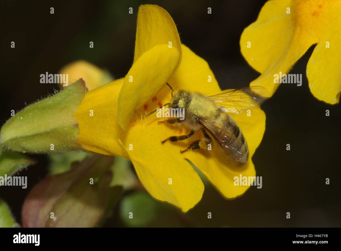 Honeybee, monkeyflower, Stock Photo