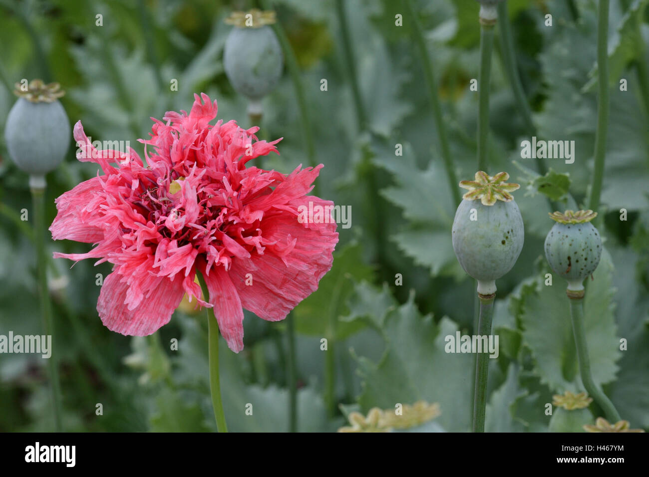 Sleep poppy seed, blossom, bolls Stock Photo Alamy