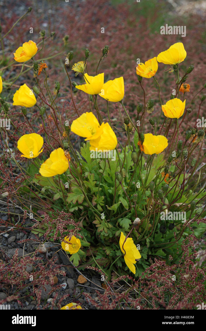 Arctic poppy seed, Stock Photo