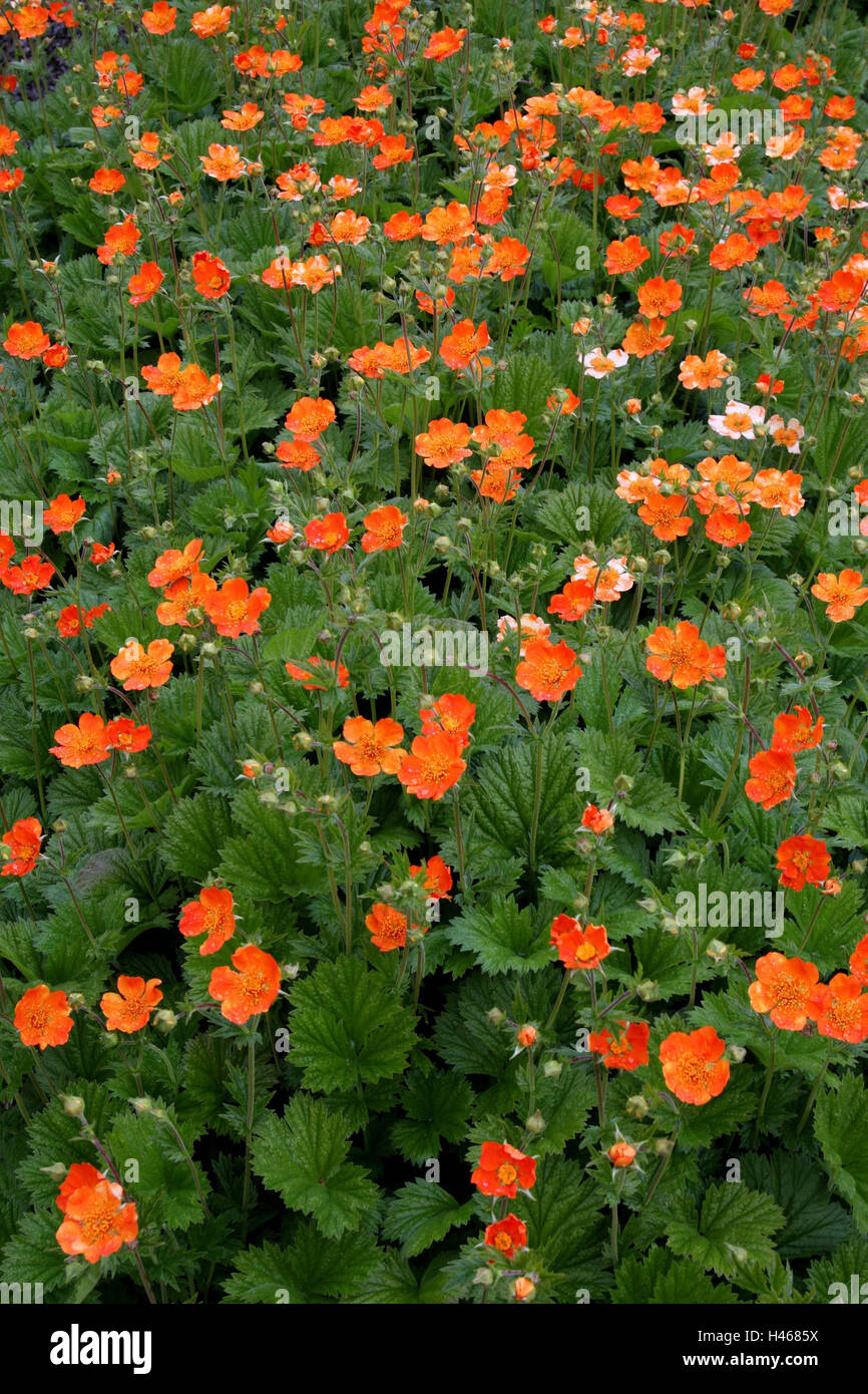 Flowers, colewort 'Borisii', Geum coccineum 'Borisii', Stock Photo