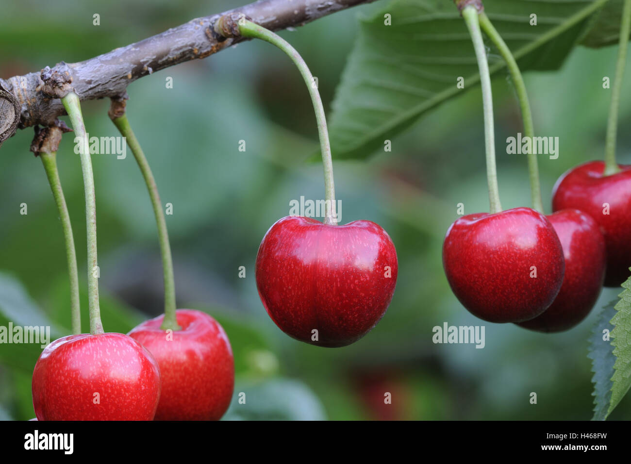 Cherries, handles, medium close-up, fruit, stone fruit, fruits, red, fruity, low-calorie, rose plant, sweet cherries, branch, detail, Food, cherry tree, fruit-tree, rich in vitamins, ripe for harvest, freshly, healthy, course, Stock Photo
