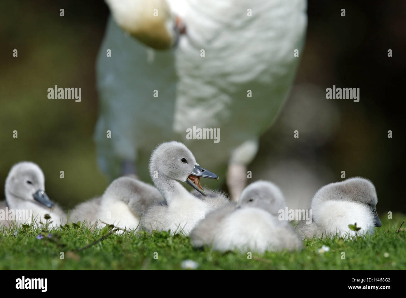 Hump swan, Cygnus olor, mother animal, fledgling, meadow, old animal, animal babies, animals, bird species, duck's birds, swans, swan fledglings, group, sleep, rest, nature, Stock Photo