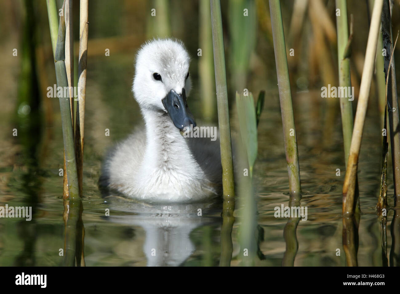 Pond, hump swan, Cygnus olor, fledglings, swim, pool, water, animal baby, animal, bird species, duck's birds, swans, swan fledglings, down, reed, Reflection, nature, Stock Photo