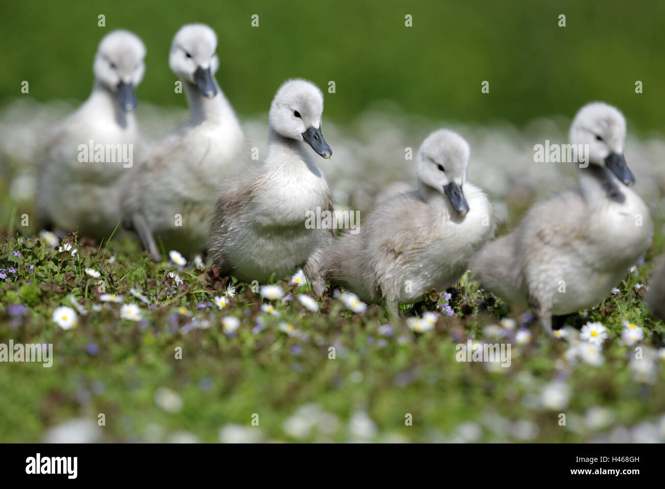 Meadow, hump swan, fledgling, one after the other, animal babies, animals, bird species, duck's birds, swans, swan fledglings, group, row, walk, flowers, daisies, nature, Stock Photo