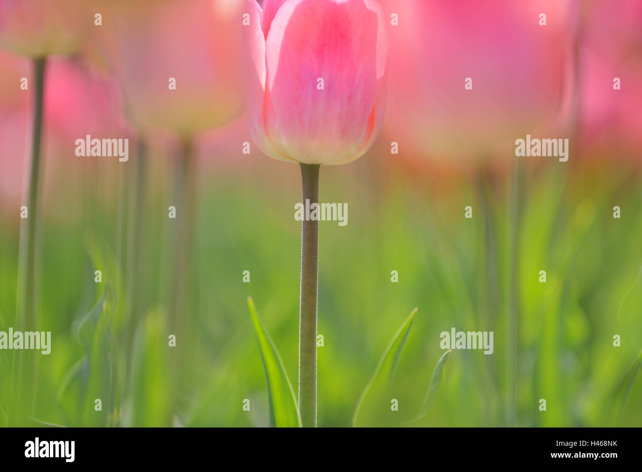 Tulips, blossoms, pink, blossom, blur, Tulpia, blossom, blossoms, petals, flowers, spring flowers, botany, detail, blossom, flora, lily plants, nature, plants, tulip blossoms, Stock Photo