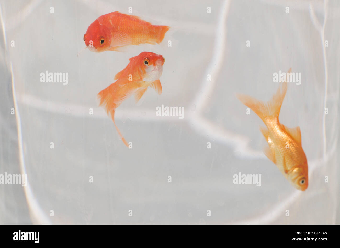 three goldfish in plastic bag Stock Photo Alamy