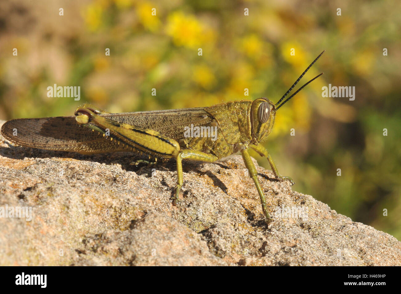 Egyptian travelling grasshopper, Stock Photo