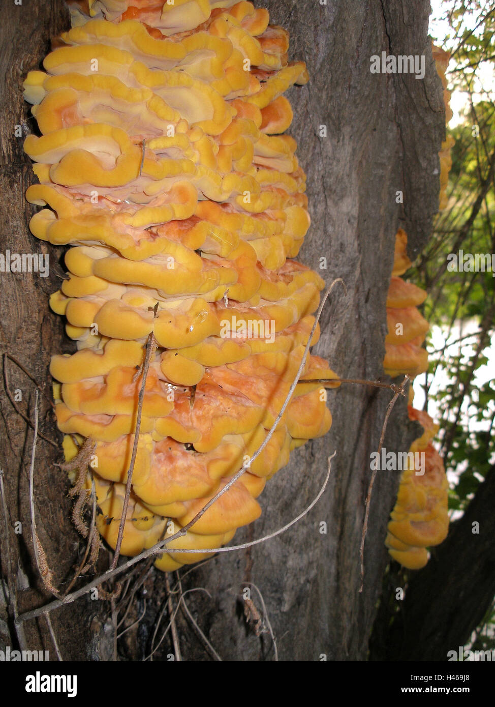 Tree fungus, Schwefelporling in false acacia, Stock Photo