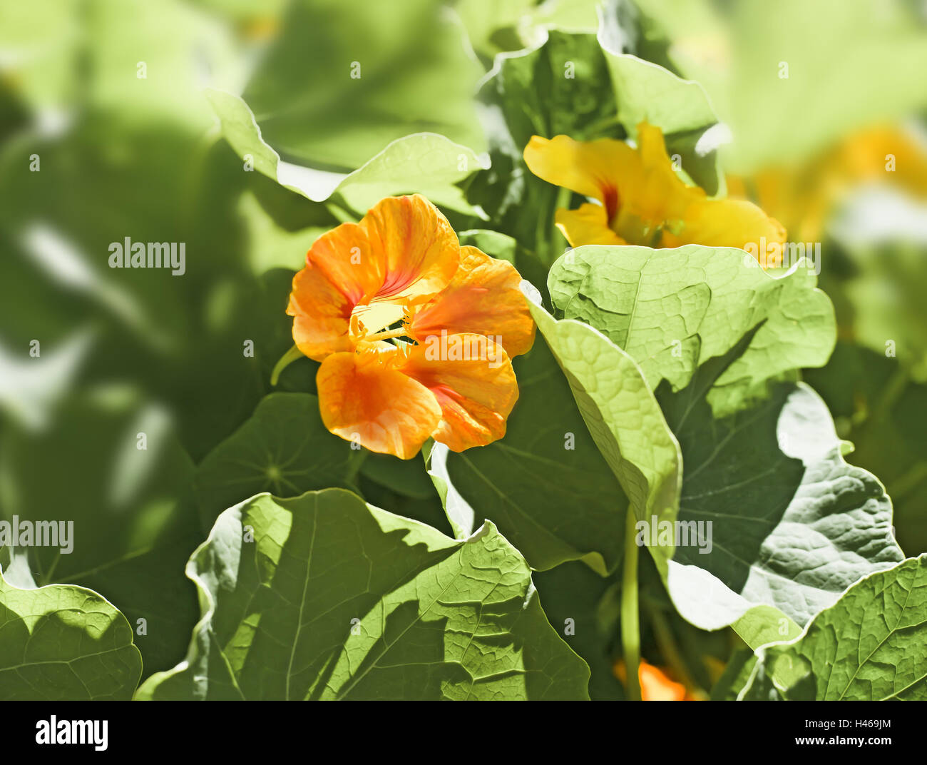 Tropaeolum nasturtium hires stock photography and images Alamy