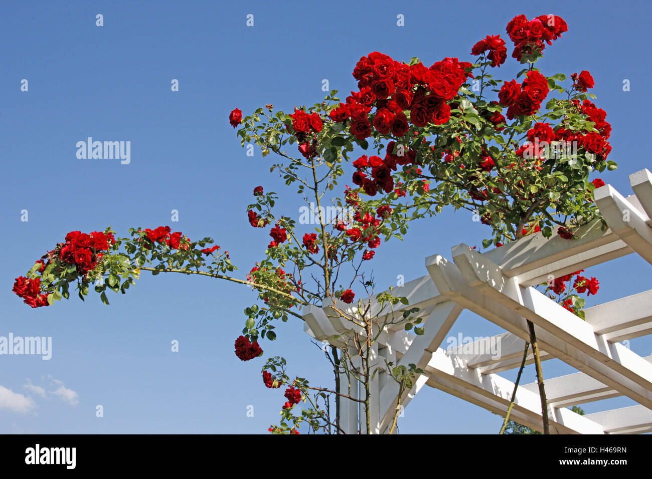 Germany, Hessen, rose height, climbing roses, roses, blossoms, rose
