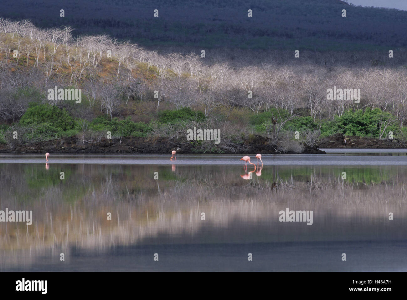 The Galapagos Islands, island Rabida, lagoon, flamingos, South America