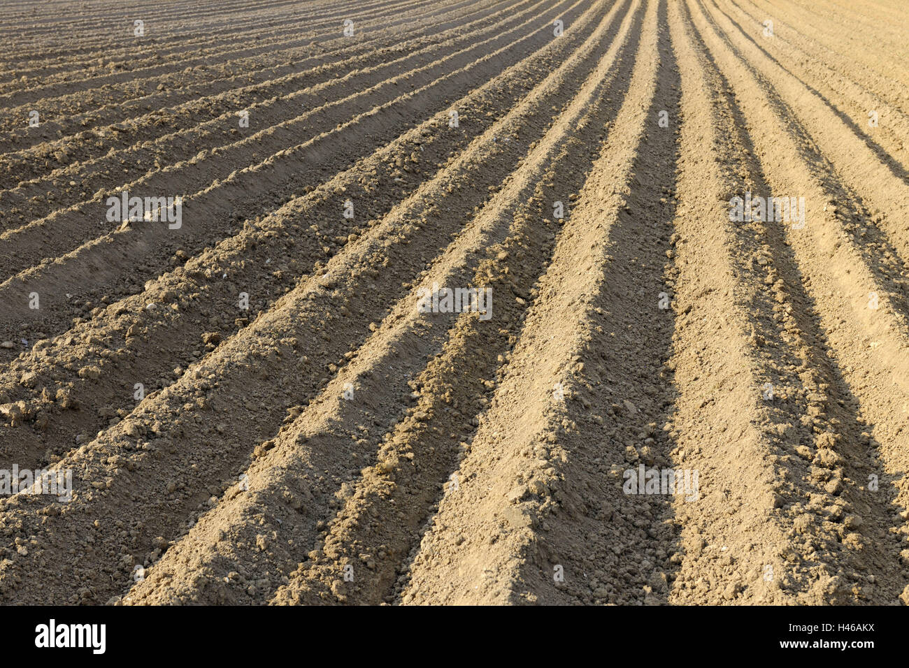 Potato field, field, country living, ground, forms, potato field, potatoes, lines, nature, grooves, growth phase, agriculture, earthworks, grooves, cultivation potatoes, conception, structure, cultivation, field, same moderation, sample, agriculture, Bade Stock Photo