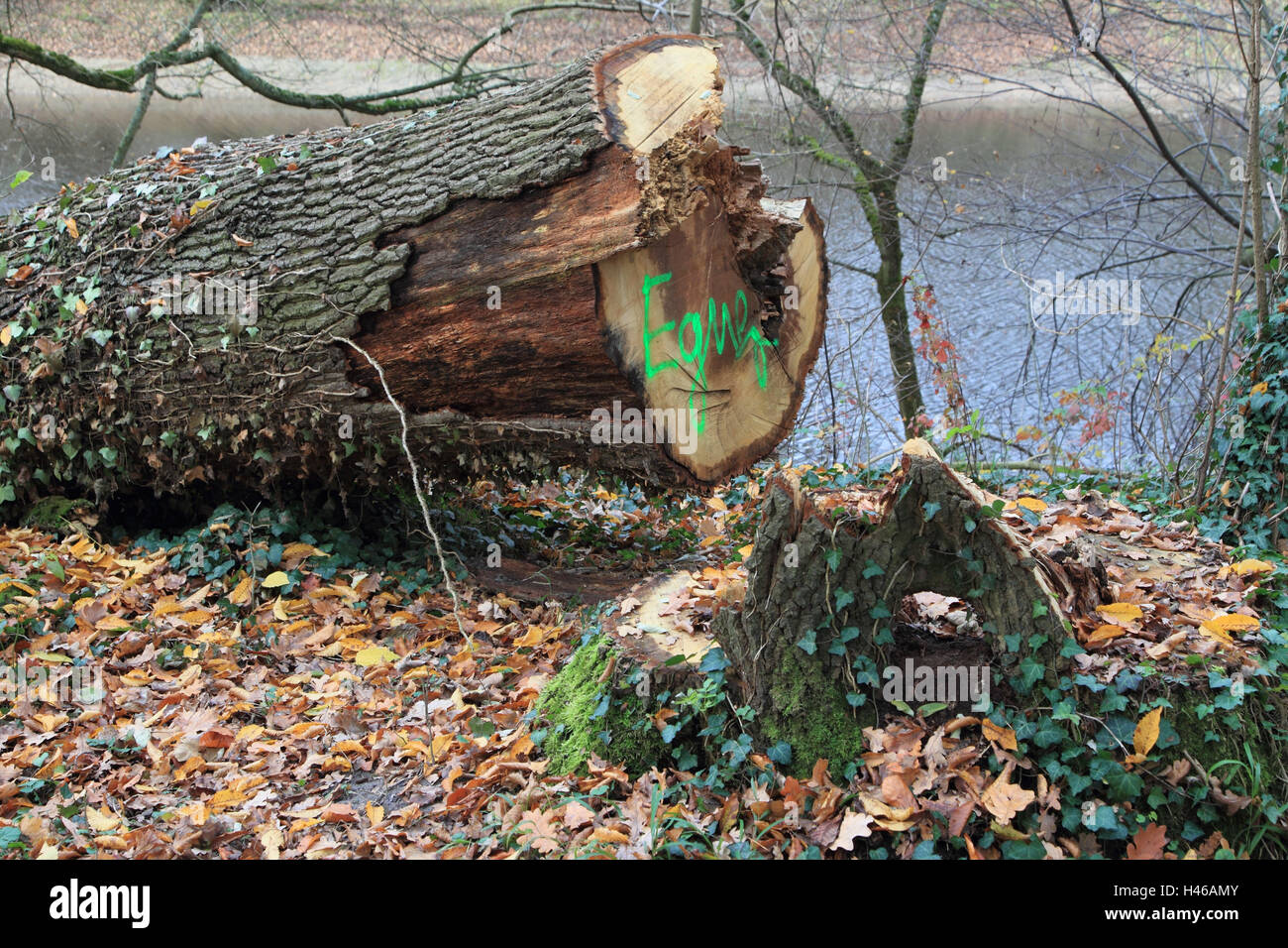 Felled tree, marking, name, Auwald in autumn, Stock Photo