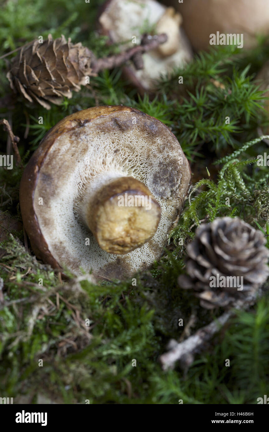 Brown Cap Bolete High Resolution Stock Photography and Images Alamy